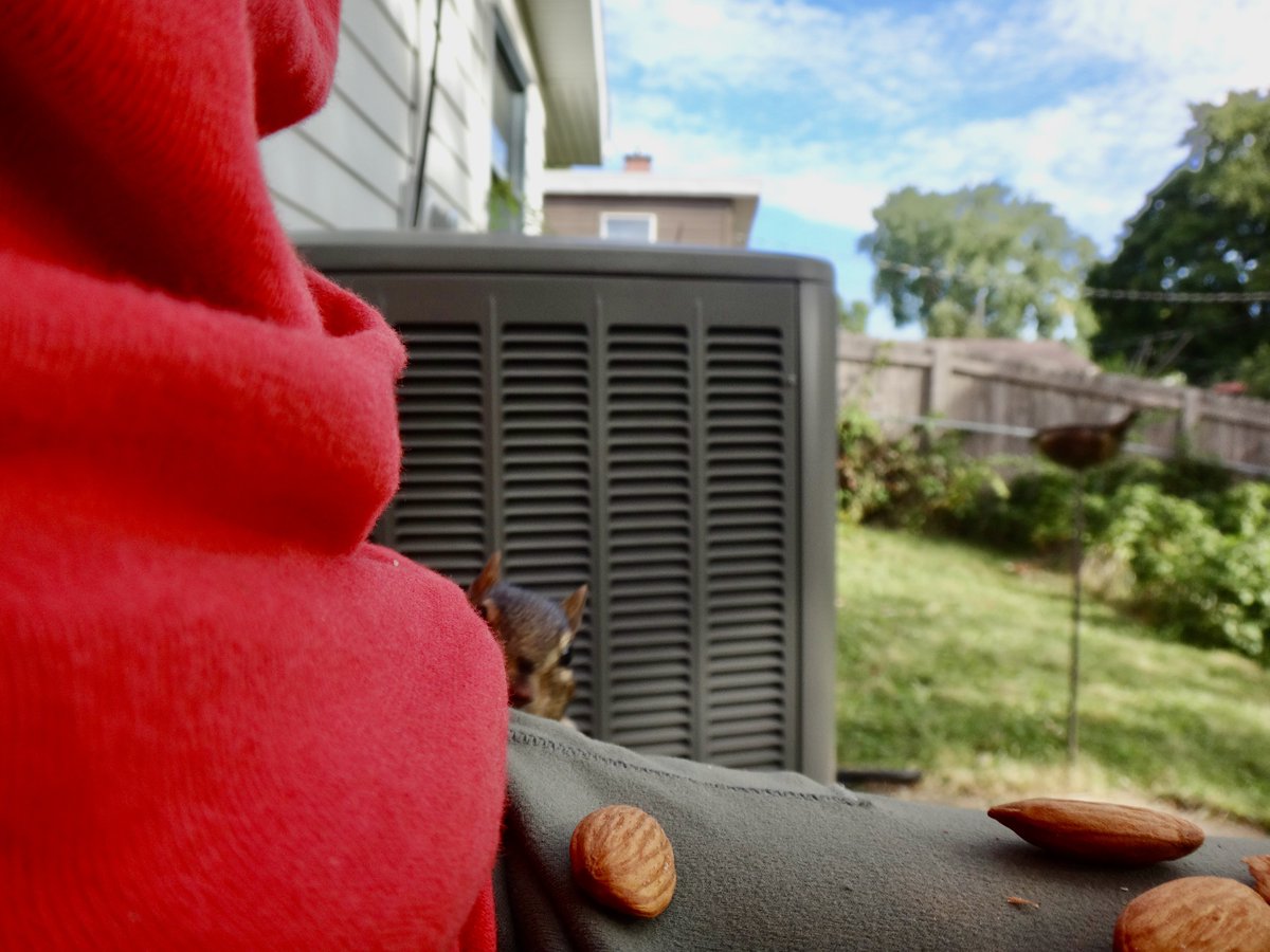 602Shaffer's tweet photo. Whatcha got there, Monday? Anything good? #MondayMorning #MondayMood #squirrels #GroundSquirrels https://t.co/Nq66BkAMgL