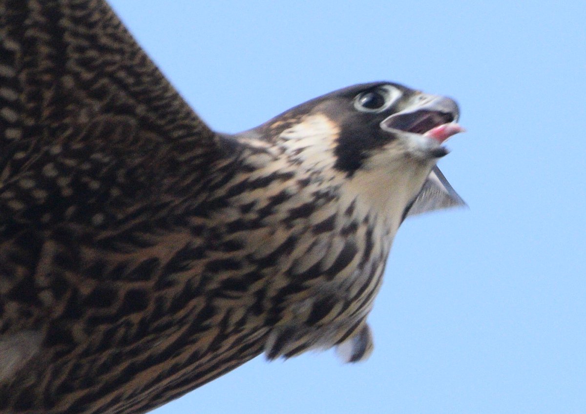 Juvenile City Peregrine flying unusually low. It was clutching a scrap of leftover over prey. I suspect it was snatched from its parent given the noise and the presence of the adult nearby.