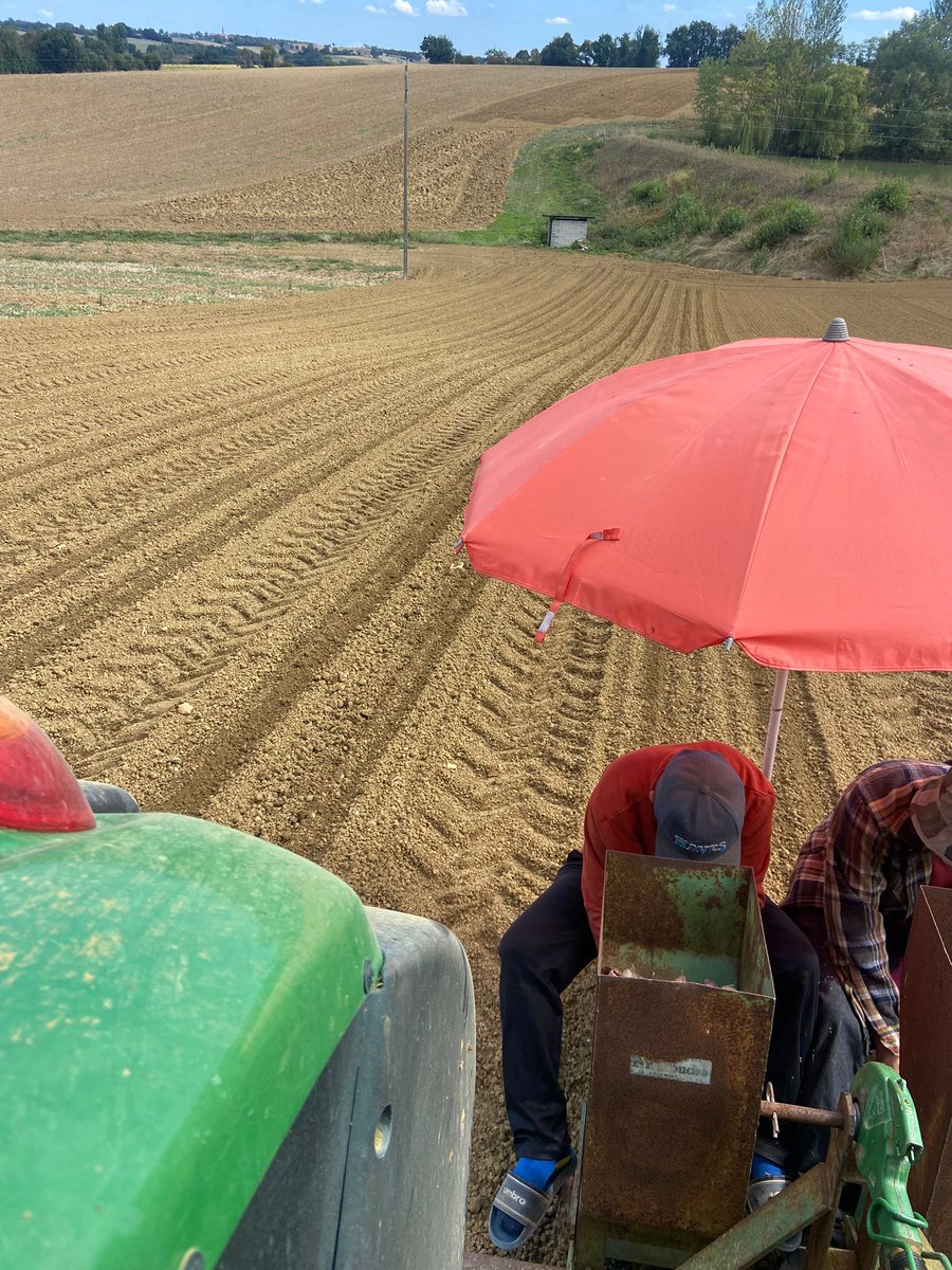 Alors que la #récolte 2024 a été ramassée il y a 3 mois, dans nos #champs, les #producteurs d'ail plantent l' #ail qui sera récolté au début de l'été prochain...
#agriculture #sudouest #nosproducteursontdutelent