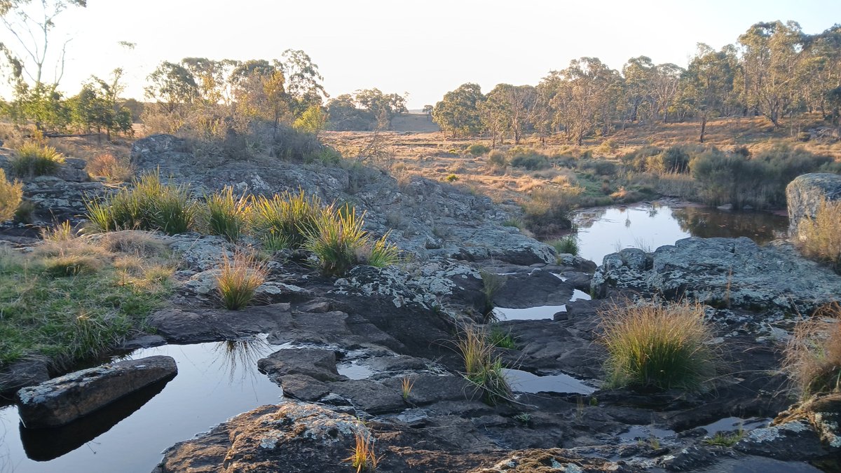 Polly Cutmore (Barawaa) also, @cutmore.bsky.social tweet media