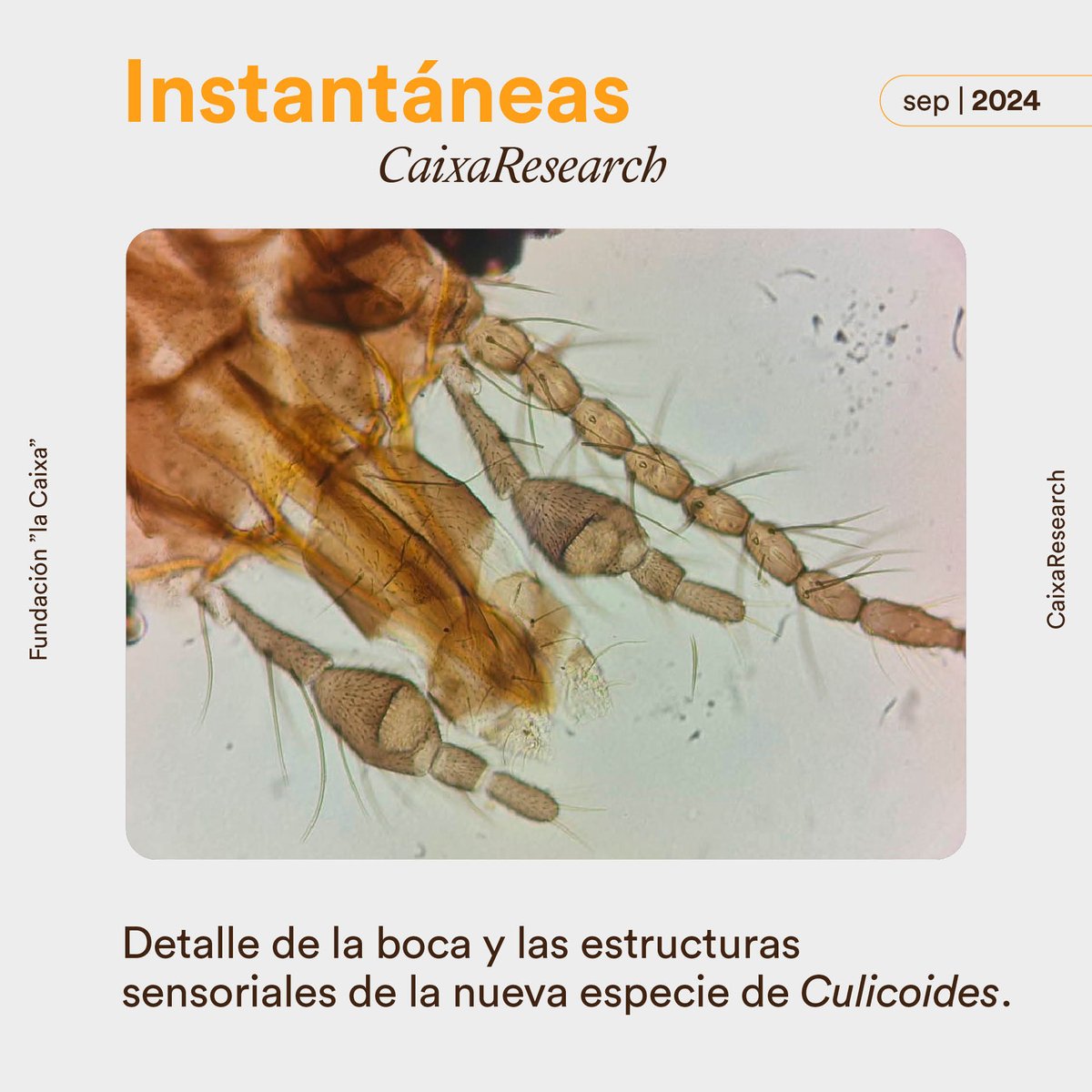 1/¿Has visto algún insecto tan de cerca? 🦟🔍

Te presentamos a “Culicoides grandifovea”, una nueva especie de jejenes descubierta por el grupo de <a href="/FiguerolaLab/">FigueroLab</a> que causa enfermedades en animales.🦠⚠️

Descubre ➕ en nuestra #InstantáneasCaixaResearch. 👇
bit.ly/3zlDXhU
