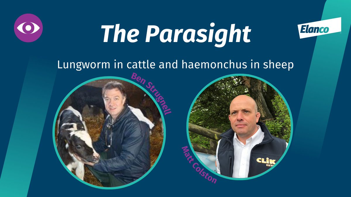 The latest episode of The #Parasight is out. @farmpostmortem vet, Ben Strugnell discusses an early rise in cases of #haemonchus in sheep. Watch here now 👉 bit.ly/3X0d6kA