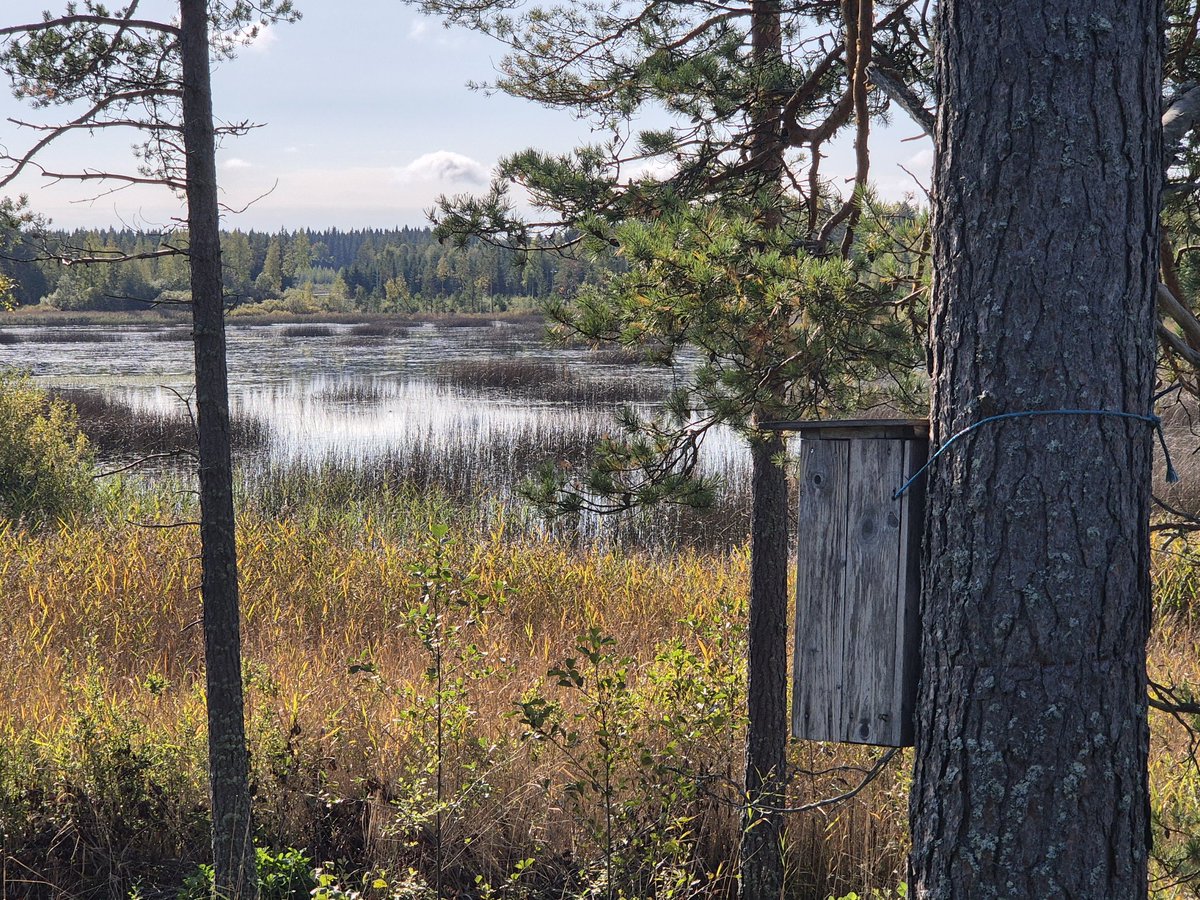Retkeilyä lintukosteikolla Juvan Vihotussa. Toimii arvokkaana pesimä- ja levähdysalueena vesilinnuille. #helmi #metso