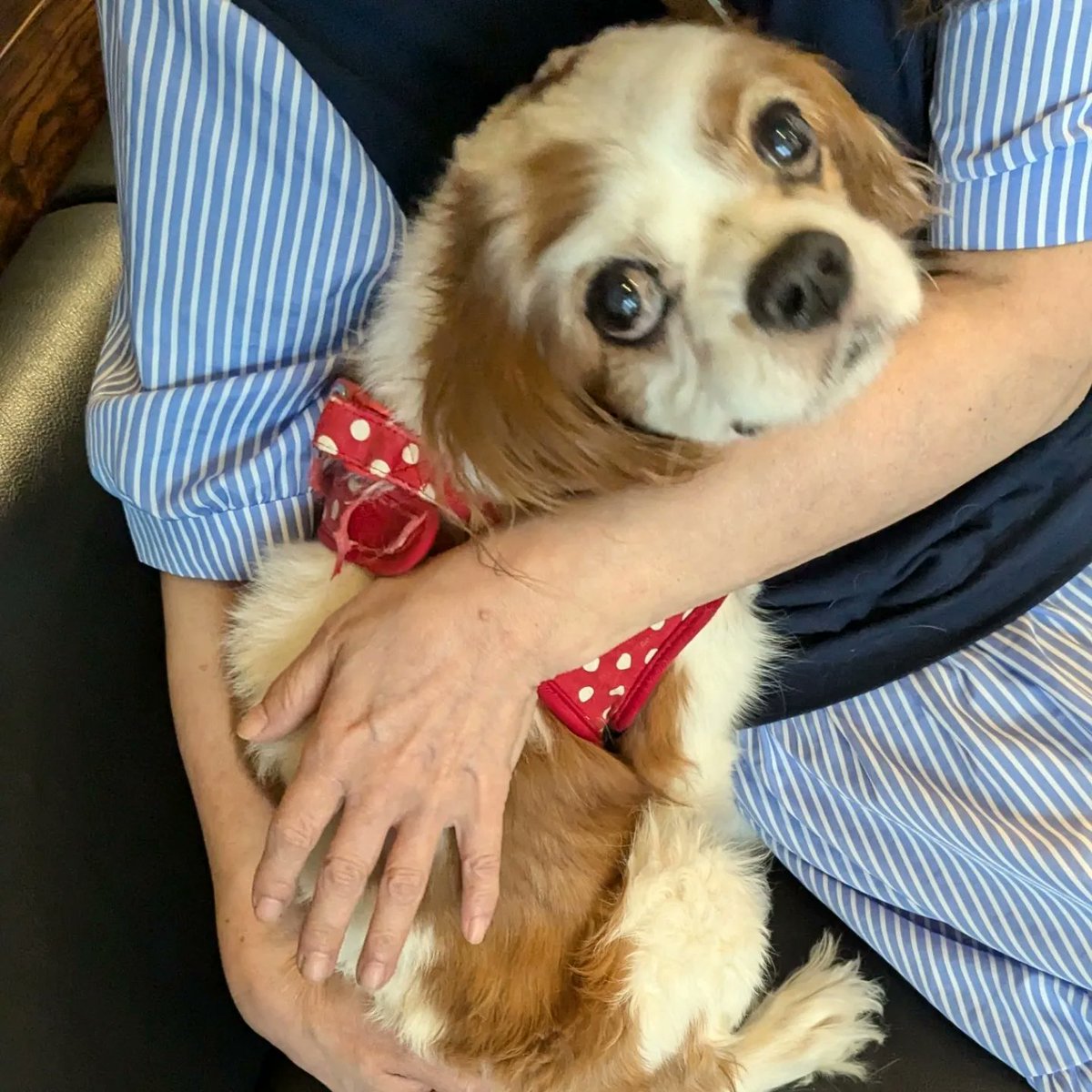 KotarouYoshida's tweet photo. 病院にいく虎太郎ちゃん
#キャバリア #キャバリアキングチャールズスパニエル #犬のいる暮らし #犬好きな人と繋がりたい #cavlife https://t.co/1TY3VKQ2G4
