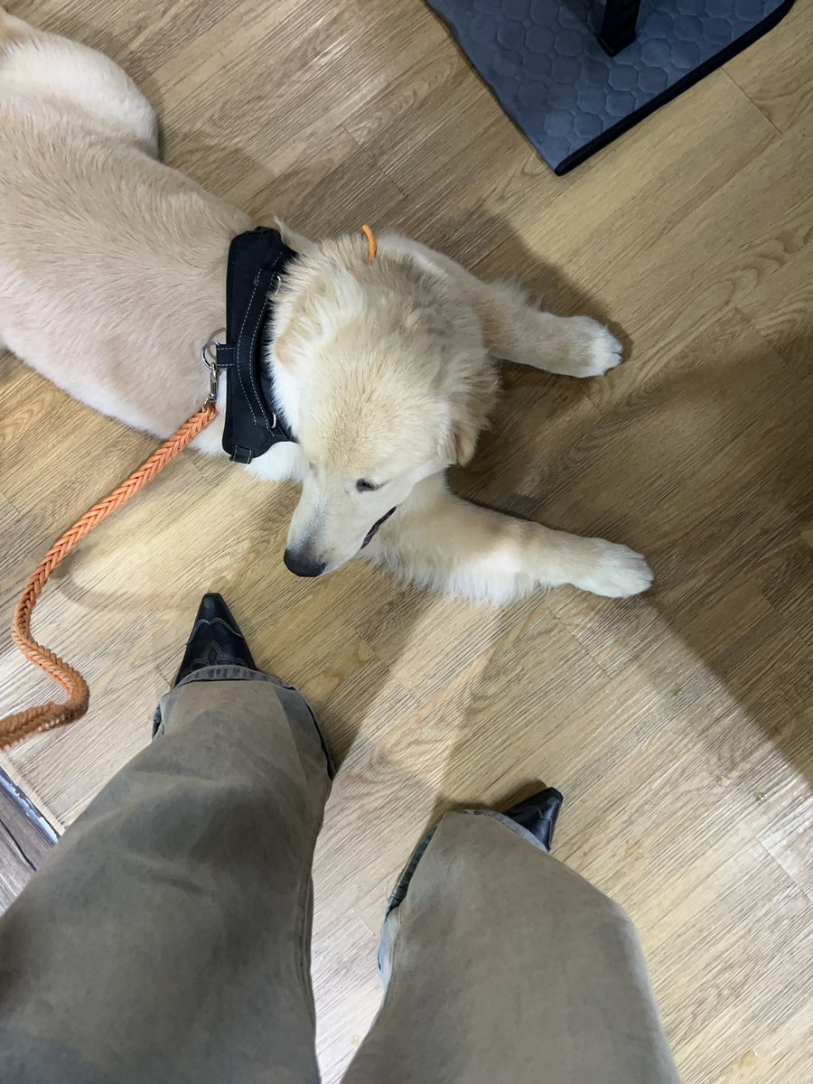 besevboom's tweet photo. อยากมีหมาเด็กเป็นของตัวเอง👀 https://t.co/5fexPR1dKR