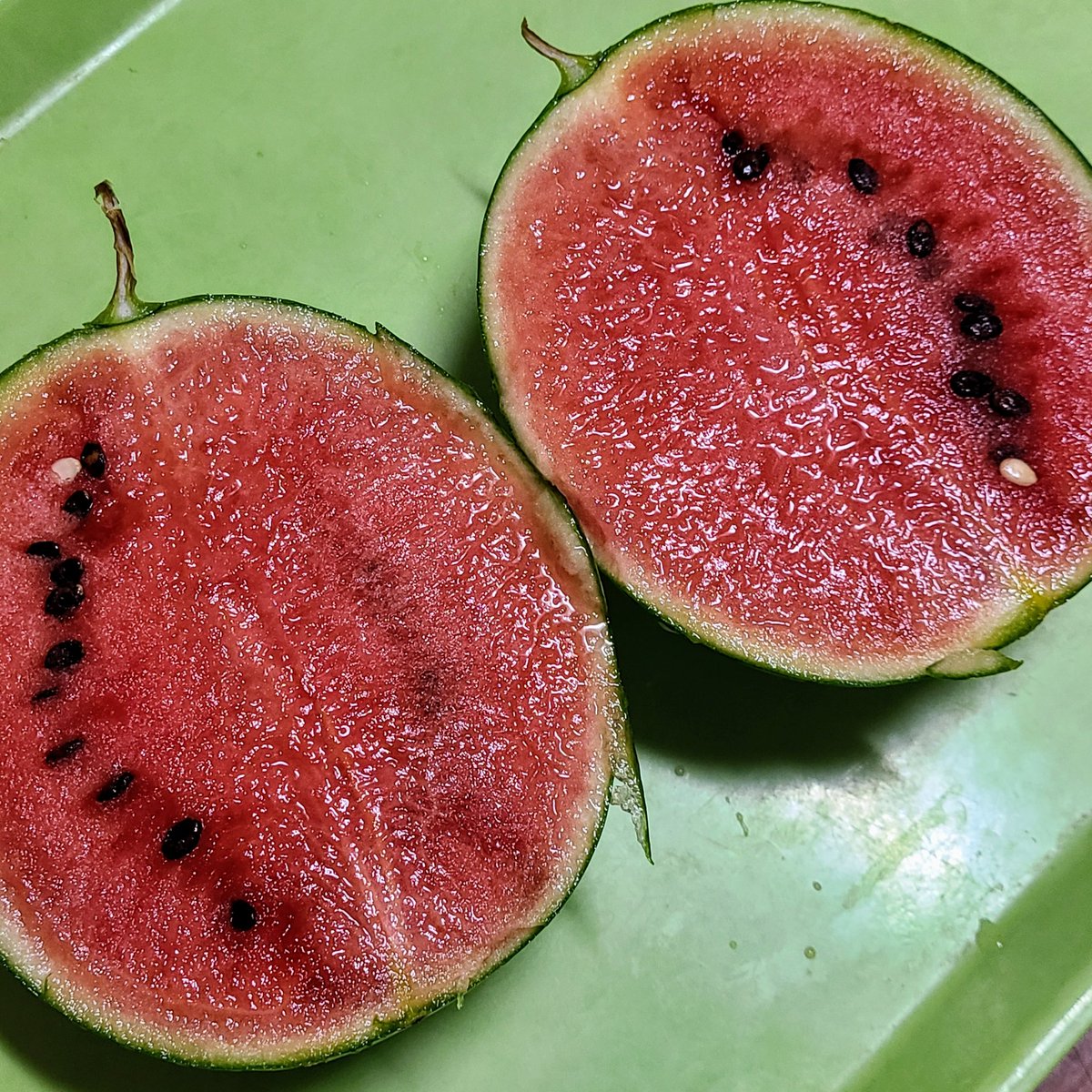 SaeCue's tweet photo. 昨日収穫した
季節外れの #小玉スイカ 🍉
すごい水分量😂
今日も32℃位だったから
まだまだスイカが美味しく感じる😆
#赤てまり #スイカ #smallwatermelon #watermelon https://t.co/O5Z0uQ61mS