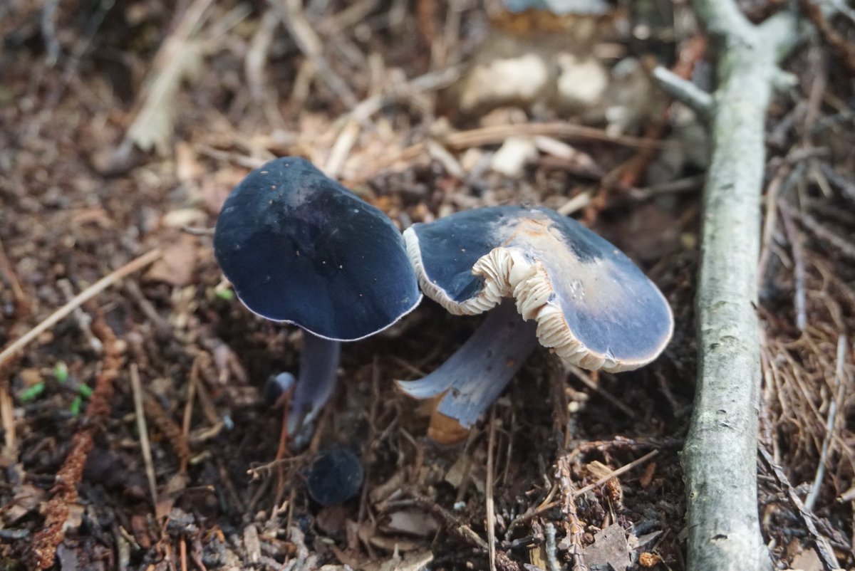 この日はコンイロイッポンシメジがたくさん生えていてとても良かった