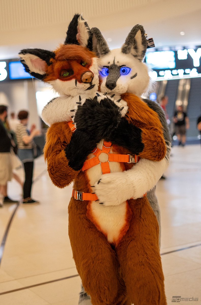 *wipes dust off* Hey T̶w̶i̶t̶t̶e̶r̶ X!
How‘s it going? See you at #Eurofurence! 

🦊 <a href="/gweincalar/">Gwein</a> 
📸 <a href="/Morkai_Pawpad/">Morkai Pawpad</a>