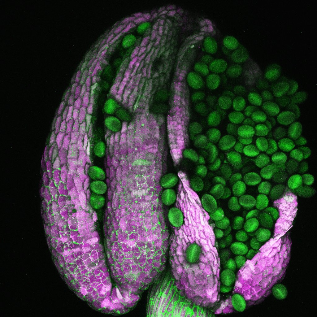 Stanislav Vosolsobě (@svosolsobe) on Twitter photo #PREPRINT A century of debate: Is anther opening a passive or plant-regulated process? My PhD student <a href="/AKampova/">Anna Kampová</a> showed: stomata-driven desiccation induces very fast PCD in anther walls, which complete the job! Thanks to collabs @matesakf and <a href="/MoritzNowack/">Moritz K. Nowack @moritznowack.bsky.social</a>
biorxiv.org/cgi/content/sh… #PREPRINT A century of debate: Is anther opening a passive or plant-regulated process? My PhD student <a href="/AKampova/">Anna Kampová</a> showed: stomata-driven desiccation induces very fast PCD in anther walls, which complete the job! Thanks to collabs @matesakf and <a href="/MoritzNowack/">Moritz K. Nowack @moritznowack.bsky.social</a>
biorxiv.org/cgi/content/sh…