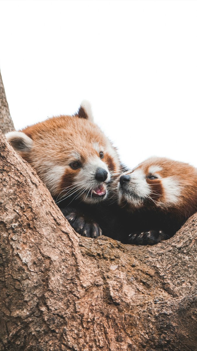 bigpanda's tweet image. Red pandas spend most of their lives in trees. Their agility and comfort in the trees help them avoid predators like snow leopards. #pandafacts