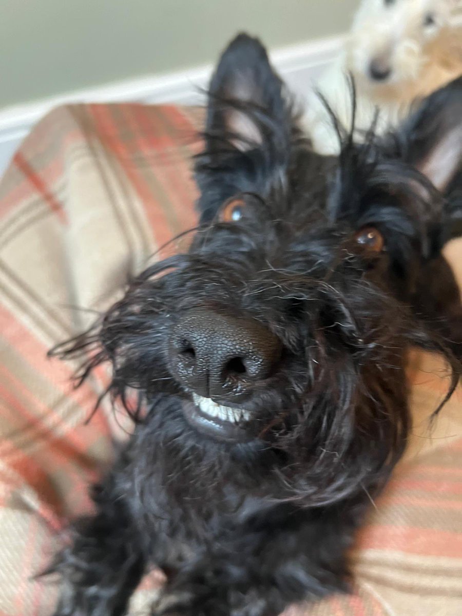 Mark Littlewood-Smart tweet media