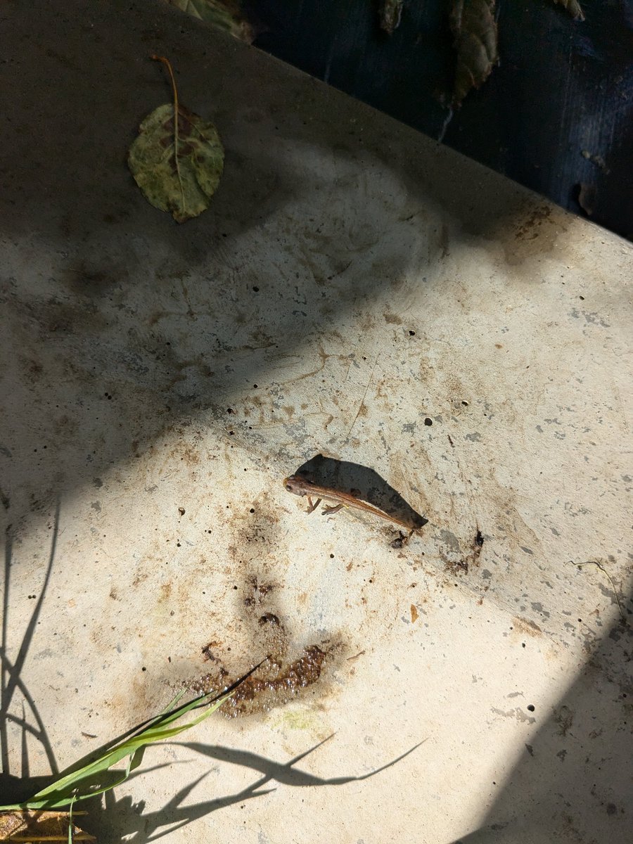 Lovely morning pond dipping with year 7 <a href="/KingdownSci/">KingdownScience</a> <a href="/kingdownschool/">Kingdown School</a>