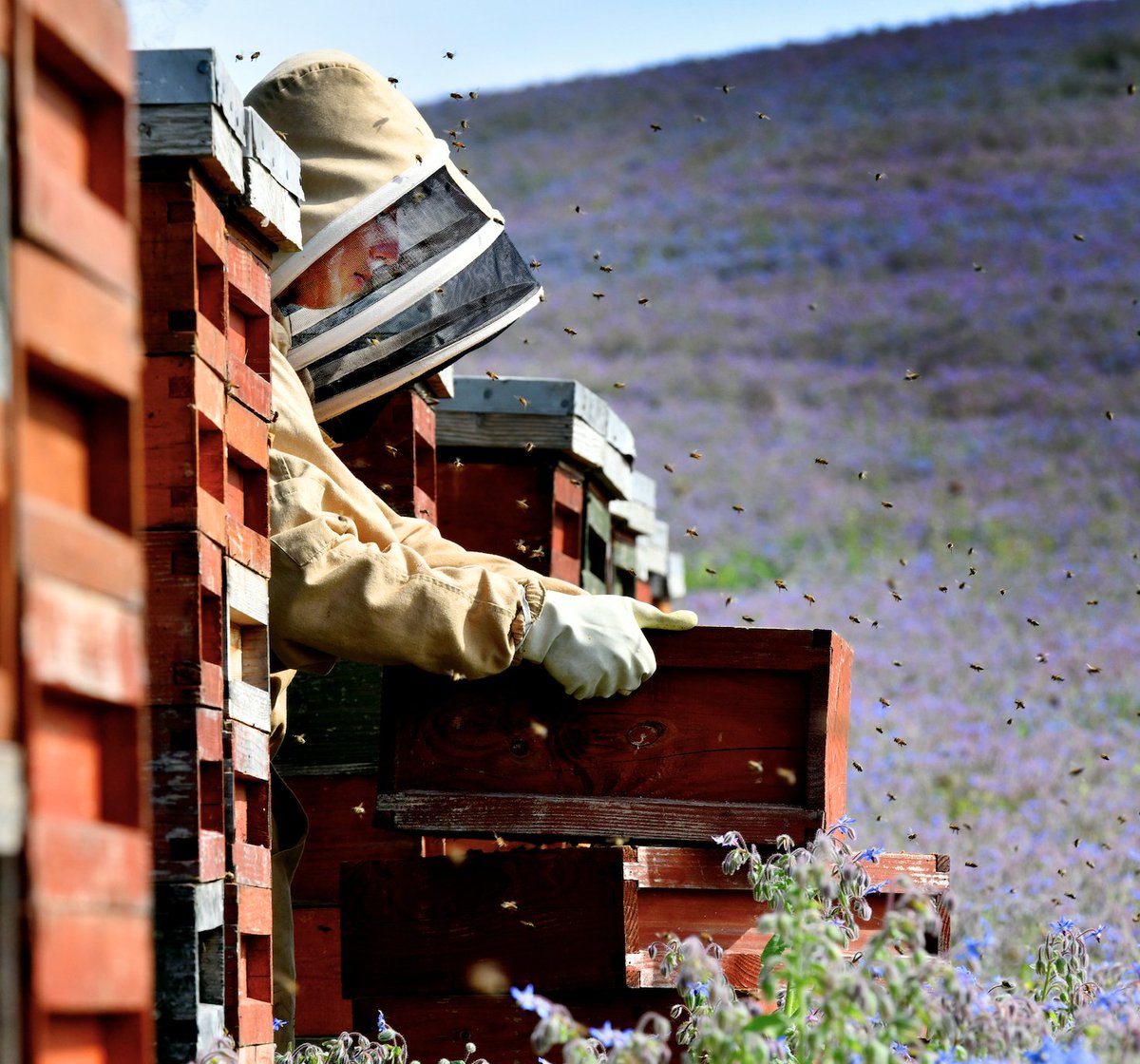 LoveBritishFood's tweet image. Why buy British honey?🇬🇧

Only 14% of the honey we consume comes from Britain, compared to 60% on average in Europe. Most of our bee keepers are small-scale enterprises.

Support our local economies and Love British Honey this #BritishFoodFortnight!