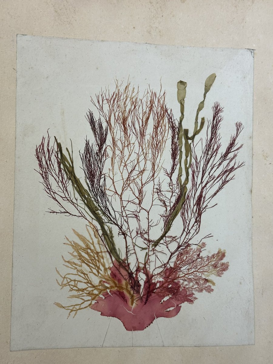 sarahgalerie's tweet photo. Great to see the archived Seaweed Books at the weekend. This is a pressed seaweed bouquet, donated to the Morrab Library in Penzance.
#seaweed #algae https://t.co/RCokx3hiDg