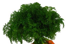 Freud_is_alive's tweet image. Onlyfanes