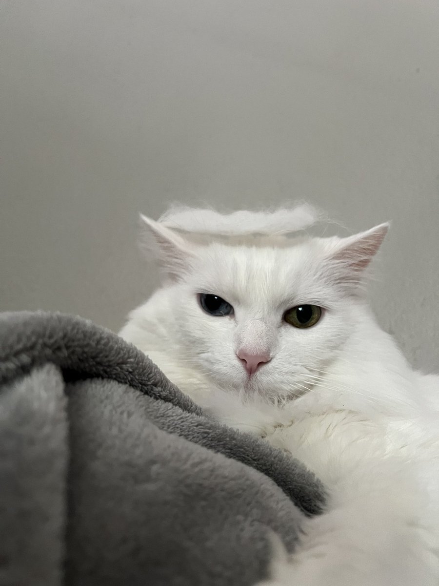 a halo. made from my own fur. I am an Angle