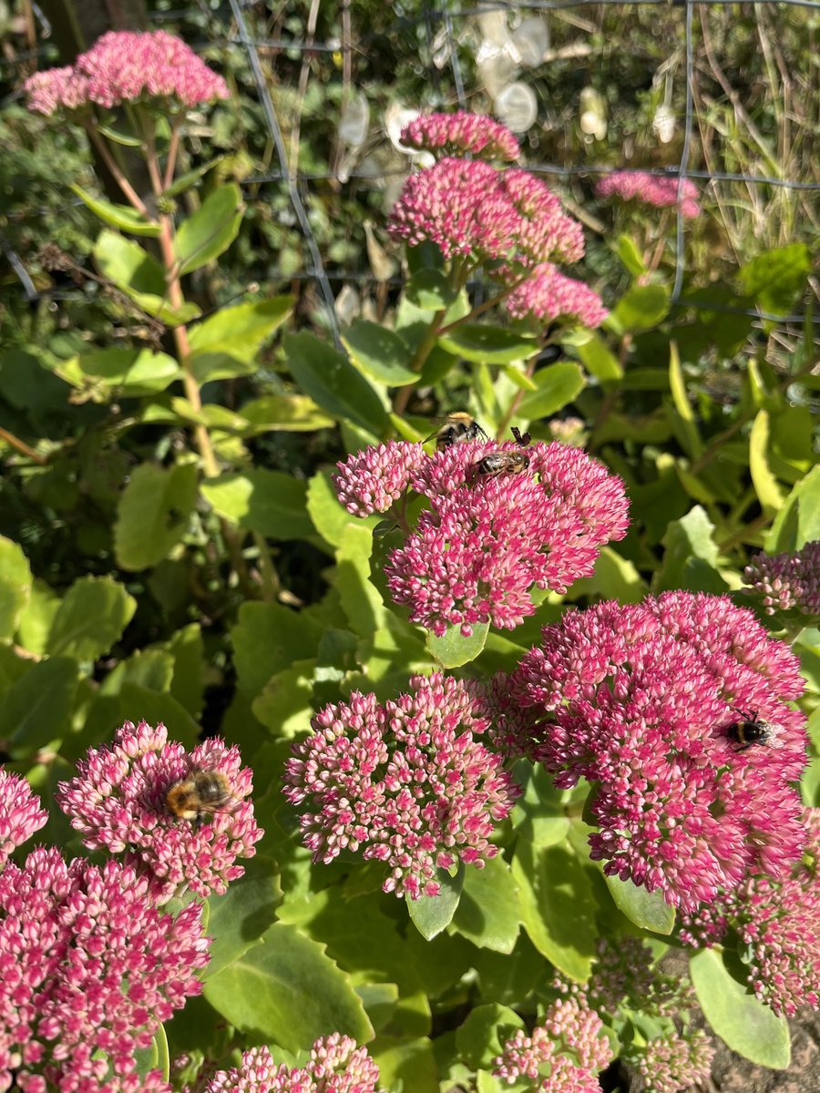 What a fabulous afternoon watching bumblebees on the Sedum in my garden ⁦<a href="/BumblebeeTrust/">Bumblebee Conservation Trust</a>⁩ and doing a #FITCount for ⁦<a href="/PoMScheme/">UK Pollinator Monitoring Scheme</a>⁩ 👍☀️😊