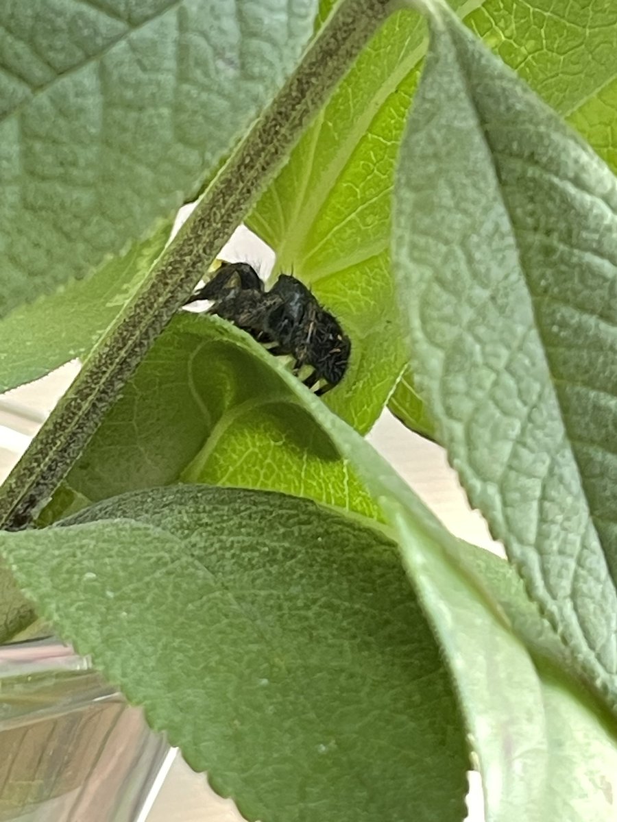 PurdyPaper's tweet photo. Weekend visitors 🐝 🐦 🕷️ 🐞 
    @}~}~}~
#purdypaper #mothernature #livelove #EnjoyTheMoment #hummingbirdvideos #thingswithwings #youseedat #Godisgood https://t.co/1wzFgCKnld