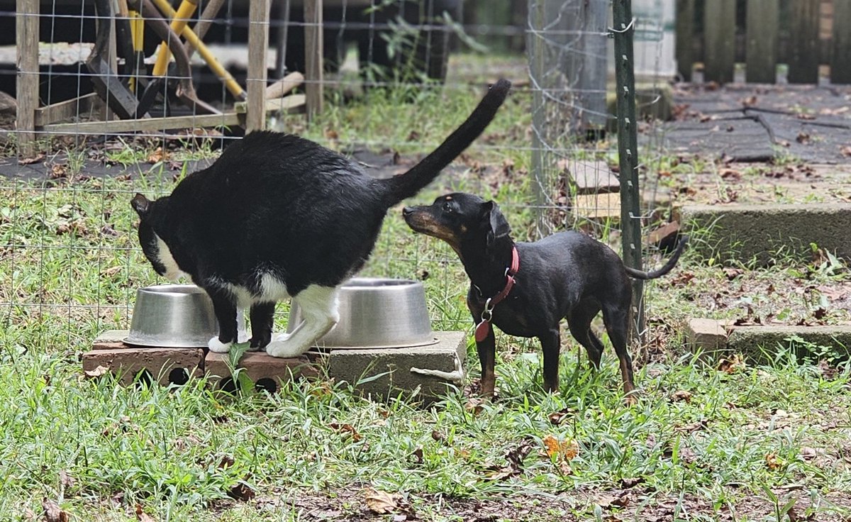 What is this rude little foster dog doing sniffing my bum? Show some respect!