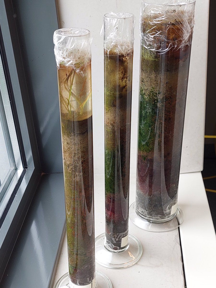 Winogradsky columns by <a href="/swmkengen/">Servé Kengen</a> and myself after two months 🙂