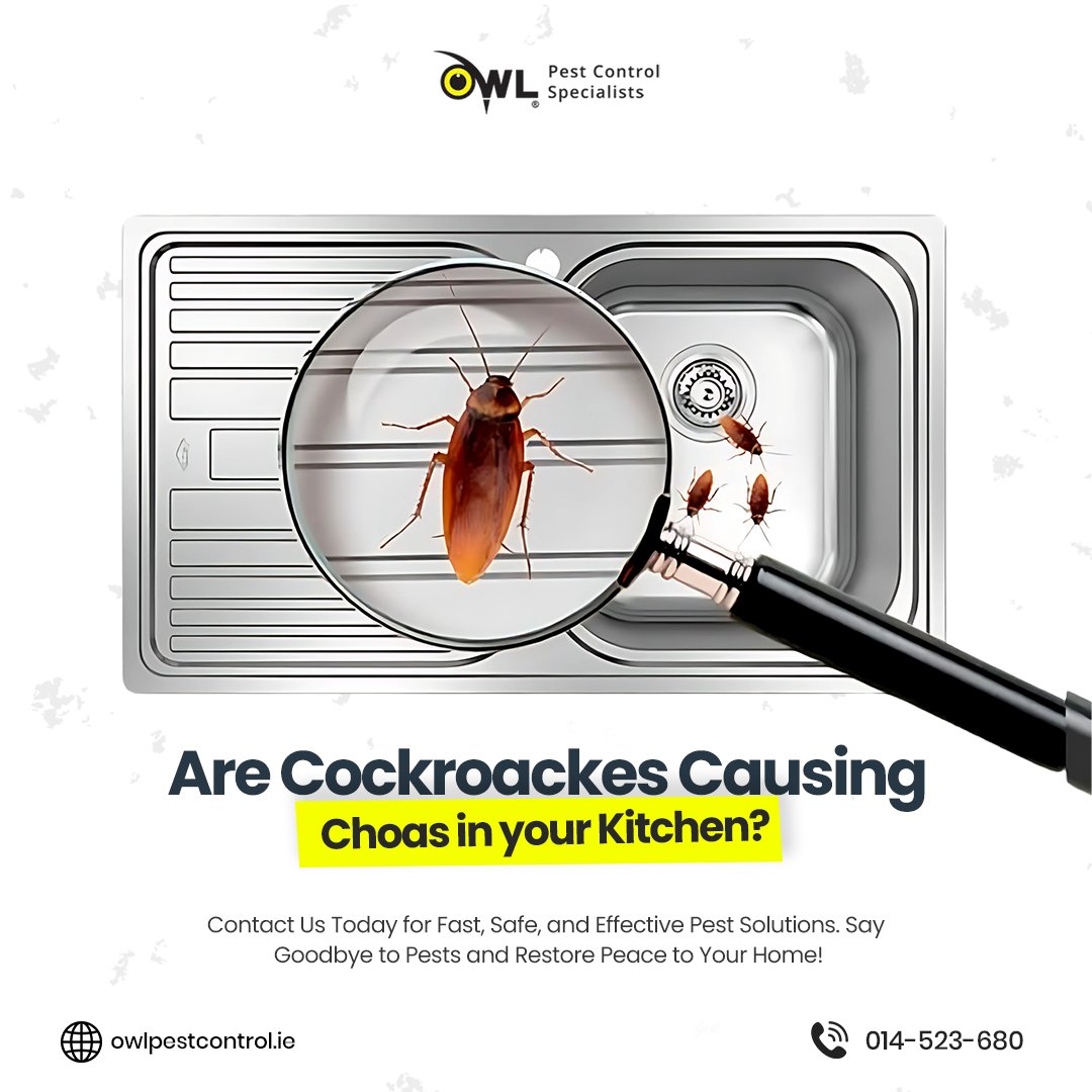 owlpestcontrol's tweet image. Are cockroaches making your kitchen a nightmare? 🚫

They spread bacteria and trigger allergies.  We’ll quickly eliminate them and restore your peace of mind.

Contact us today! 🌐 owlpestcontrol.ie

#pestcontrol #cockroachproblem #homepests #healthyhome #pestmanagement
