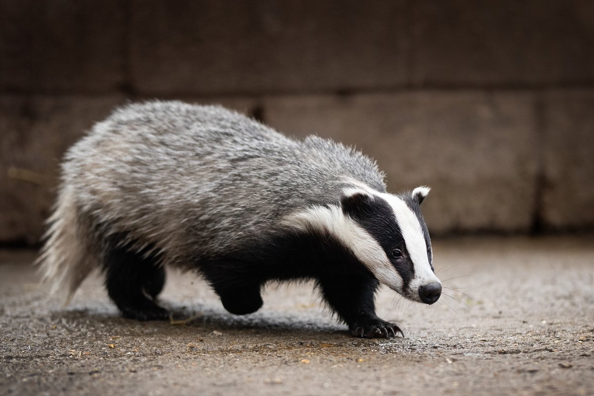 Amelea Teckel tweet media