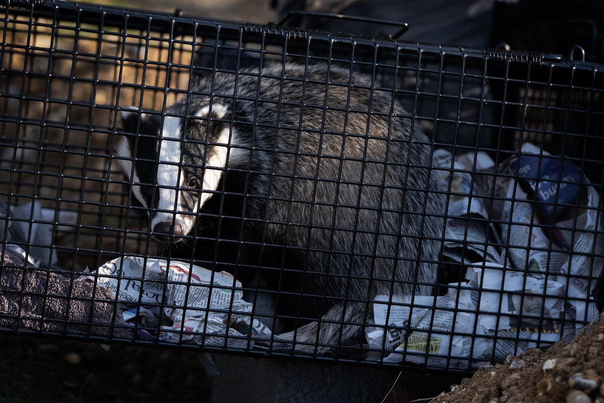 Amelea Teckel tweet media