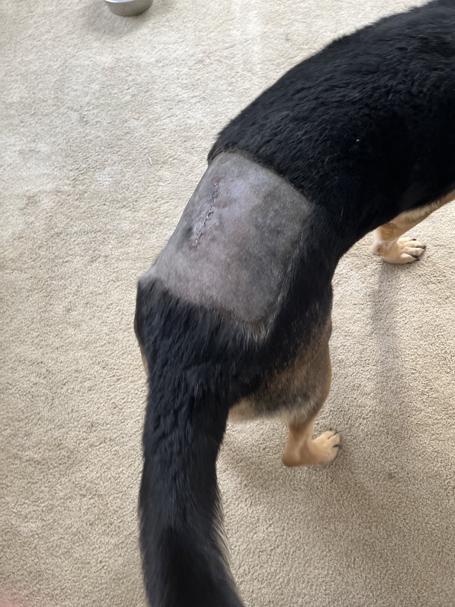 AkiraShepherd's tweet photo. I also feel obligated to post updates on the surgeries Shadow got done that a lot of you generously helped fund. ❤️ Didn't reach the fund in pure donations and I used a lot of my own money to get him the surgeries he needed, but, it helped.
CW: Potential shock/gore I guess?

- https://t.co/QbY8Zrf1hG