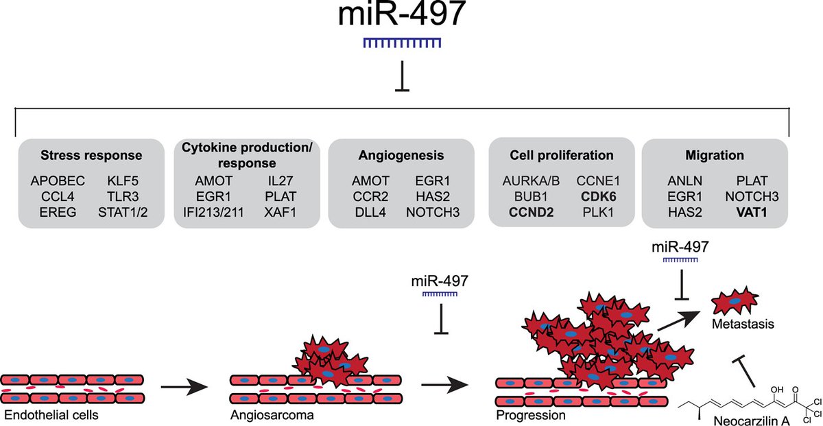 Molecular Cancer Research (@mcr_aacr) on Twitter photo New in RNA Biology from the September issue—miR-497 Target Gene Regulatory Network in #Angiosarcoma.
bit.ly/3ztDgmH
<a href="/HannaLabPurdue/">HannaLab</a> <a href="/annaleighbenton/">Annaleigh Powell-Benton</a> @NadiaAtallah1 <a href="/ParkinsonLab/">Parkinson Laboratory</a> <a href="/PurdueBiolSci/">Purdue Biological Sciences</a> <a href="/PUCancerInst/">Purdue Institute for Cancer Research</a> New in RNA Biology from the September issue—miR-497 Target Gene Regulatory Network in #Angiosarcoma.
bit.ly/3ztDgmH
<a href="/HannaLabPurdue/">HannaLab</a> <a href="/annaleighbenton/">Annaleigh Powell-Benton</a> @NadiaAtallah1 <a href="/ParkinsonLab/">Parkinson Laboratory</a> <a href="/PurdueBiolSci/">Purdue Biological Sciences</a> <a href="/PUCancerInst/">Purdue Institute for Cancer Research</a>