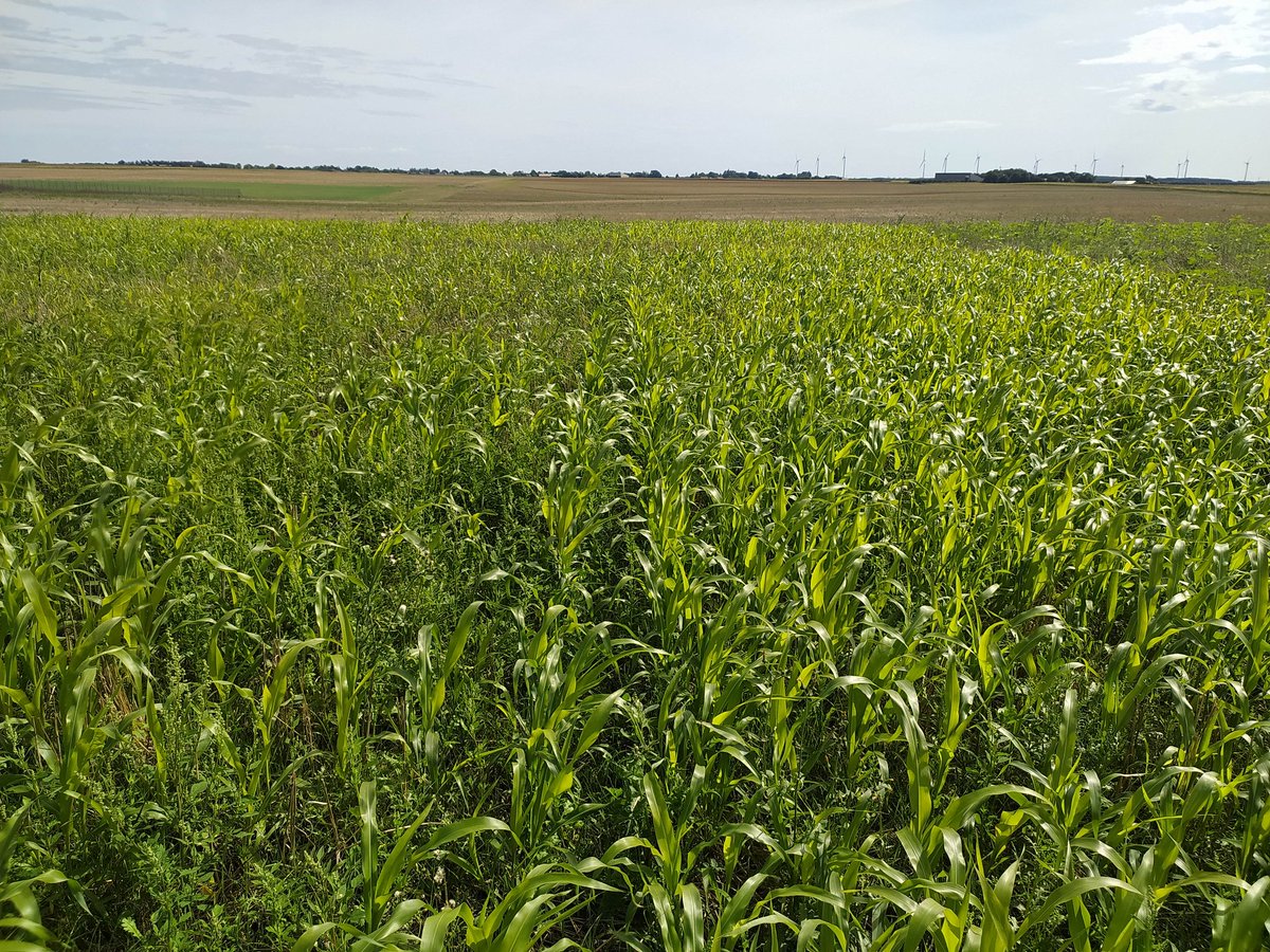 StHanquez's tweet image. Visite de la plateforme couvert rallye bio le 26 septembre en Vendée. Ça approche ! Avec démo de matériels de destruction innovants. Pensez à vous inscrire pour le repas d'ici le 20/09!