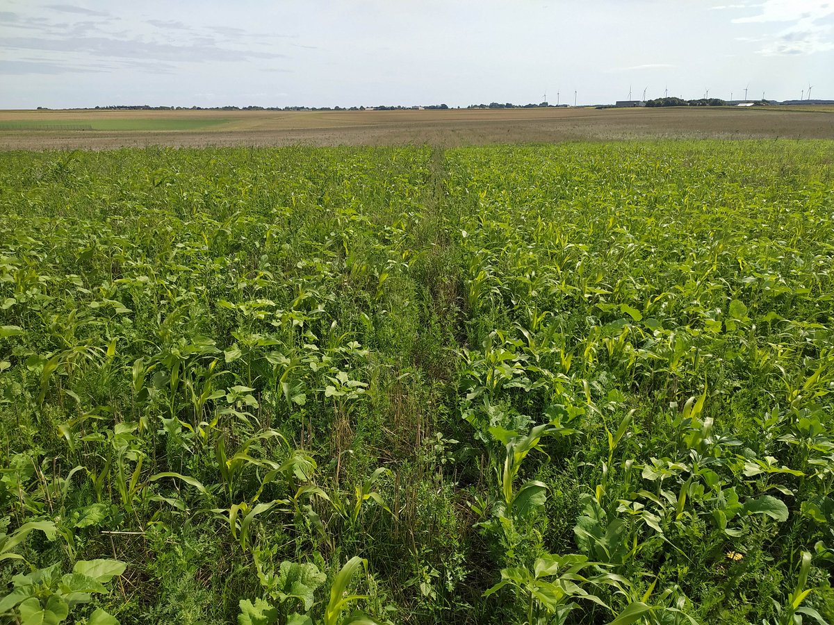 StHanquez's tweet image. Visite de la plateforme couvert rallye bio le 26 septembre en Vendée. Ça approche ! Avec démo de matériels de destruction innovants. Pensez à vous inscrire pour le repas d'ici le 20/09!