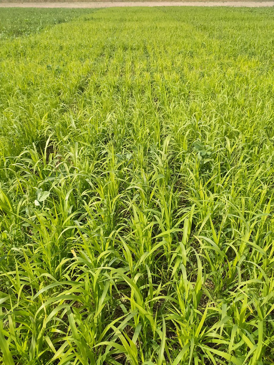 StHanquez's tweet image. Visite de la plateforme couvert rallye bio le 26 septembre en Vendée. Ça approche ! Avec démo de matériels de destruction innovants. Pensez à vous inscrire pour le repas d'ici le 20/09!