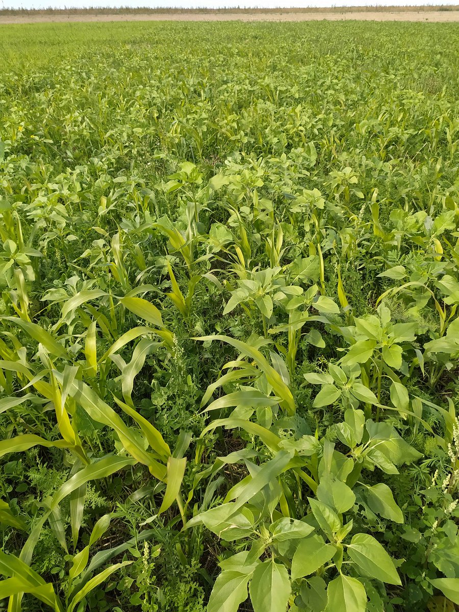 StHanquez's tweet image. Visite de la plateforme couvert rallye bio le 26 septembre en Vendée. Ça approche ! Avec démo de matériels de destruction innovants. Pensez à vous inscrire pour le repas d'ici le 20/09!