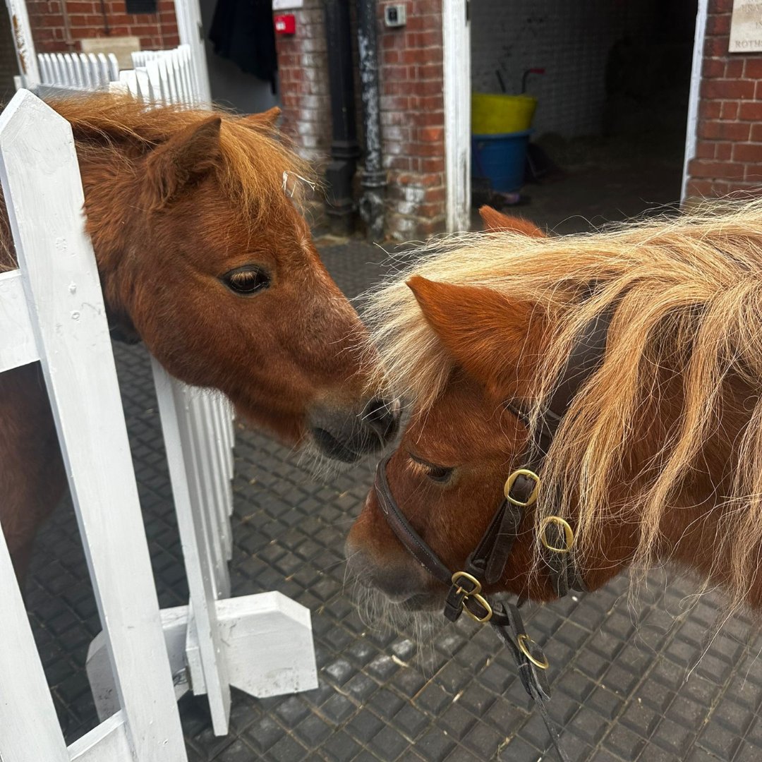 MINI MONDAYS | When Harry Met... Jack

Jack Brock's visit couldn't be complete without him coming to say hello to our Museum Mini's!

#nationalhorseracingmuseum #museum #newmarket #suffolk #museumminis #shetlandponies #shetlands