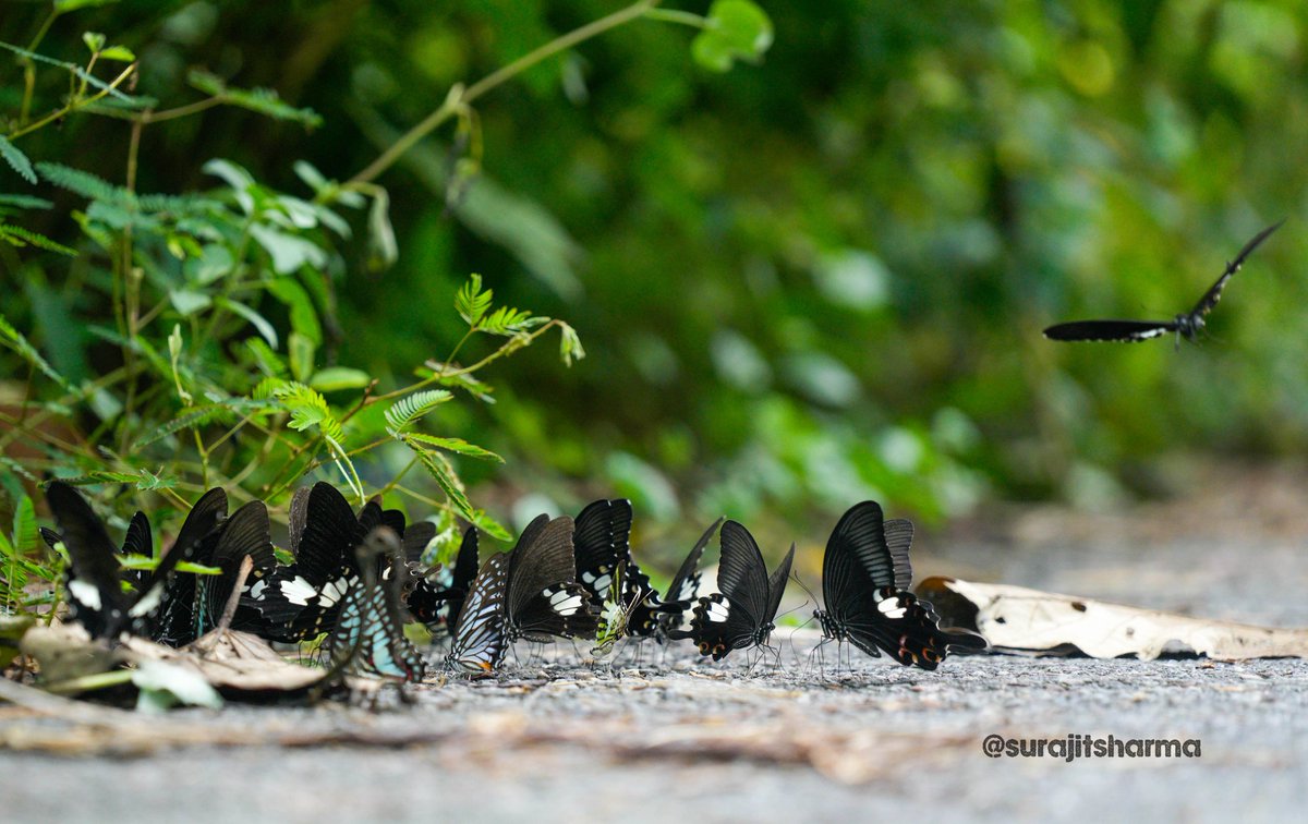 Vibrant butterflies are decorating the Ultapani Saralpara road in Kokrajhar district of Assam.
#awesomeassam #assam #butterfly #kokrajhar #bodoland #bodolandtourism
<a href="/PramodBoroBTR/">Pramod Boro</a>