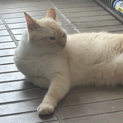 #新しいプロフィール画像

一応3日経ったのでエビフライ卒業しますが、なんかアイコン心機一転したいから新しいアイコン描き終わるまでいとこんちのねこにしとく