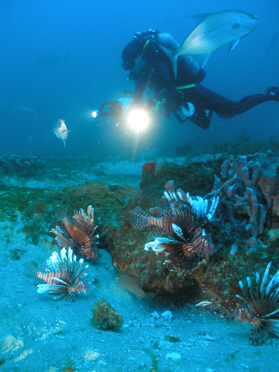 noaacoastalsci's tweet photo. Lionfish are regarded as the most successful invasive fish in marine ecosystems. Lionfish were first noted off the coast of NC in 2000. Fisheries biologists at the Beaufort Laboratory began to study the troublesome new invader in 2004. #25YearsofNCCOS
https://t.co/27PZowGsgi https://t.co/T6bbFAY0t1
