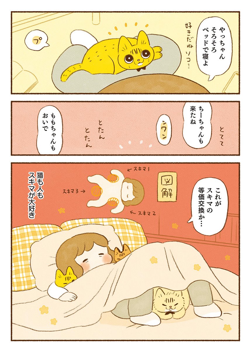 猫エッセイ
「魅惑のスキマ」 