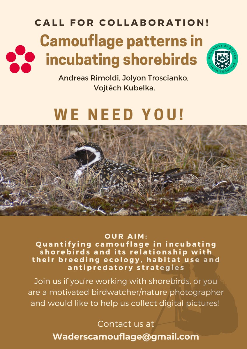 🧑‍🔬<a href="/AndreasRimoldi/">Andreas Rimoldi</a>, estudiante de doctorado en la Universidad de Bohemia del Sur. Investiga el camuflaje en aves playeras que incuban 🥚 Necesita fotos digitales en formato RAW de adultos en sus nidos. 📷  Está buscando colaboradores entre investigadore/as de aves playeras.