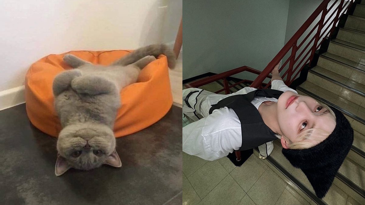 HE IS CAT.