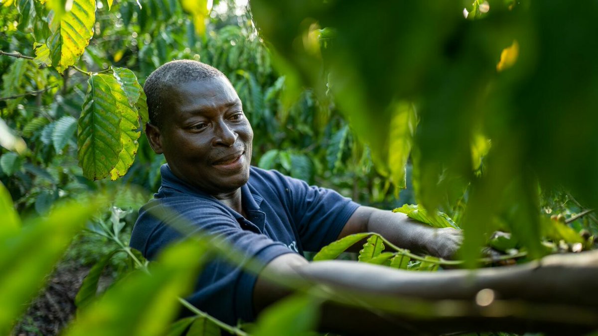 ACINTaD1's tweet photo. Exciting news! Ghana is set to grow and drink more coffee! With support from the ITC, the country aims to boost local coffee production and meet rising demand. Let's support this agricultural initiative!  #SustainableDevelopment
To learn more:https://t.co/YXFsmxxEUX
@ITCnews https://t.co/WJDE58pmSR