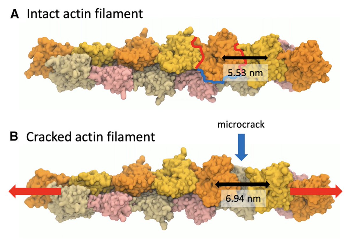 Ulrich Schwarz (also @ulrichschwarz.bsky.social) (@schwarzulrich) on Twitter photo 📢Actin alert 📢
Recent all-atom molecular dynamics simulations from the group of Gregory Voth published in <a href="/BiophysJ/">Biophysical Journal</a> suggest that actin filaments under force form microcracks, which lead to new binding interfaces for the mechanosensitive proteins from the LIM domain family. I 📢Actin alert 📢
Recent all-atom molecular dynamics simulations from the group of Gregory Voth published in <a href="/BiophysJ/">Biophysical Journal</a> suggest that actin filaments under force form microcracks, which lead to new binding interfaces for the mechanosensitive proteins from the LIM domain family. I