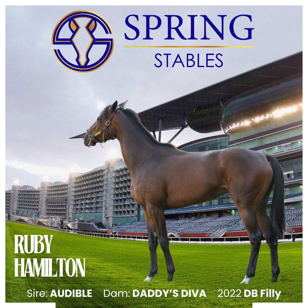 Spring Stables (@springstables) on Twitter photo Our new Lady has a name...
⭐⭐⭐Ruby Hamilton ⭐⭐⭐
Can't wait to see her on the track under the bright lights at Meydan! Plenty of networking & big days out ahead with Spring Stables 🥂Intrigued? DM or email info@springstables.com #dubairacing #HorseRacing #meydan Our new Lady has a name...
⭐⭐⭐Ruby Hamilton ⭐⭐⭐
Can't wait to see her on the track under the bright lights at Meydan! Plenty of networking & big days out ahead with Spring Stables 🥂Intrigued? DM or email info@springstables.com #dubairacing #HorseRacing #meydan