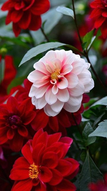 #𝓐𝓶𝓲𝓰𝓸𝓼𝔁✮
<a href="/Jemaco40/">@Jemaco40</a>
<a href="/botagain/">月面漫遊記</a>
<a href="/MARTHA_CAN2/">MARTHA 👑</a>
<a href="/LauraM24960/">LAURA 👑</a>
<a href="/Annie22462736/">Annie❤️🍃</a>
<a href="/_ALESXIA/">꒰ ͜͡➸ ❤ A̫̫L̫̫E̫̫S̫̫X̫̫I̫̫A̫̫ ꒰ ͜͡➸❤</a> 
<a href="/TOP_ANAHI/">🚤 🅰️NAHI 🚤</a>
<a href="/ALESXIA_ANK/">👝💄 ALESXIA💄👝</a>
<a href="/monicampon/">Monica 🌼</a>
<a href="/caitorosales/">ricardo rosales</a>
<a href="/x4Eileen/">Eileen Bridget🌸</a>
<a href="/kamil_gk/">kamil ali gök</a>
<a href="/witchhusband/">Julian Haynes</a>
<a href="/Dzarop/">Samuel</a>
<a href="/NlHILIST/">🎩LORD NIHILIST♪ IFB ALL: UNFOLLOW=BLOCK</a>
<a href="/Ahmedjul/">Äĥmęđ KĦâlẻđ </a>
<a href="/Ambientadores_/">Aromatizantes 🍏🍓🍒🍧🍍♨️</a>
<a href="/MirnaVernal/">👑 MIRNA 🛍🛍</a> 
@ME_TRC 
<a href="/AliAkberMehdi/">Ali Akber Mehdi</a>
@Bn_gsh2