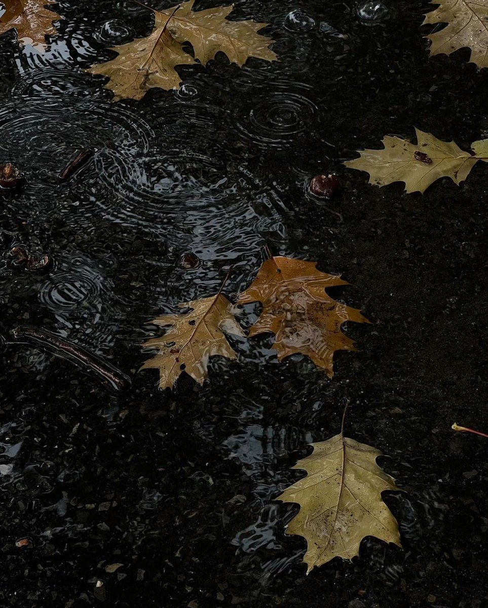 autumn girl tweet media