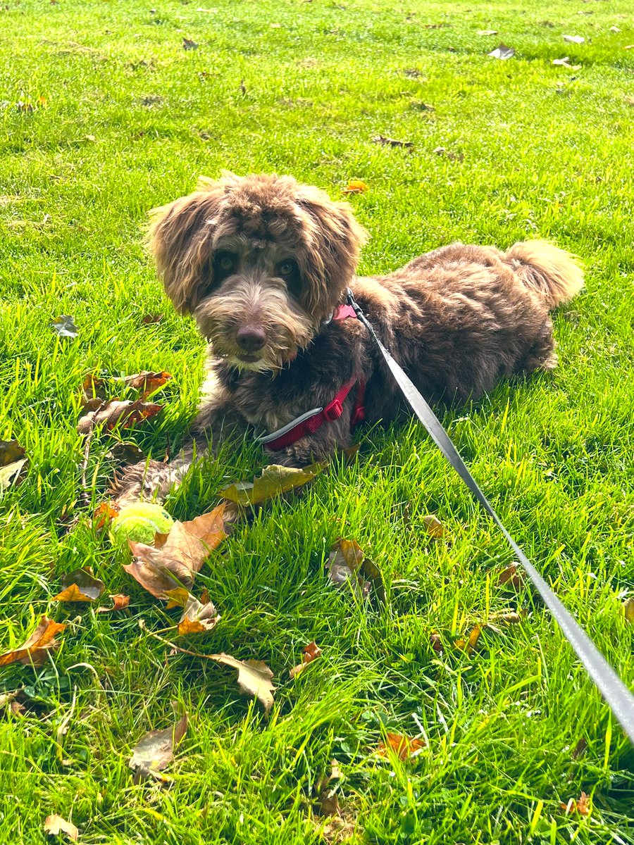 BenHeath2021's tweet image. Great wee morning 🎾🐕 💻 ⚽️ #BusyWeek 📝