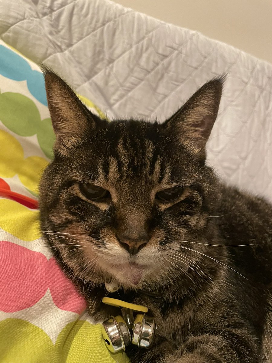 Akanekoume's tweet photo. 18歳になった。
I’m 18 years old now.
#ぱうひろ #猫 #老猫 #oldcat #ねこ #ネコ #トラネコ #とらねこ #キジトラ #cat #tabby #striped #photography #写真 #Pauhiro https://t.co/F6yG1rzsLR