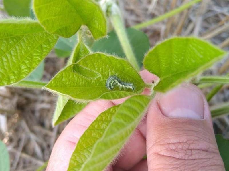FMC lanza Coragen® Evo, la evolución de su insecticida estrella, Coragen dlvr.it/TDHrLx