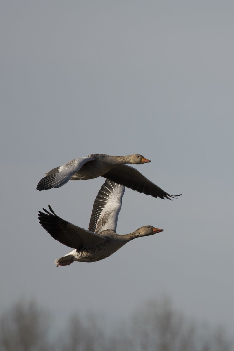 #Vacature voor een stage bij A&amp;W: ‘Effect van beheer op broedpopulatie Grauwe gans’.
Op Ameland en Terschelling doen we onderzoek naar het effect van beheer. Voor dit onderzoek moet er veel geobserveerd worden!
Geïnteresseerd? Zie voor meer info + contact: altwym.nl/over-ons/vacat…
