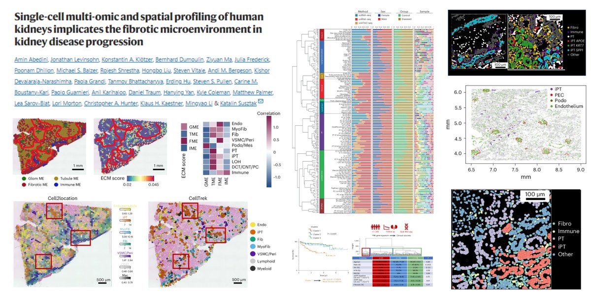 Human #Kidney #KidneyFibrosis
#SpatialTranscriptomics (Visium 11 case + 4 ctrl; CosMx 1 + 1)
+ sc-/sn-RNAseq (n=47)
+ snATACseq (n=18)▶️
Fibrotic microenvironment gene signature, instead of histologic fibrosis score, predicts renal function decline (eGFR), based on kidney tubule